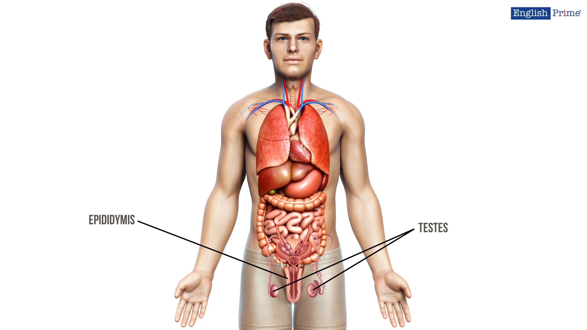 Мужская репродуктивная система или Male Reproductive System