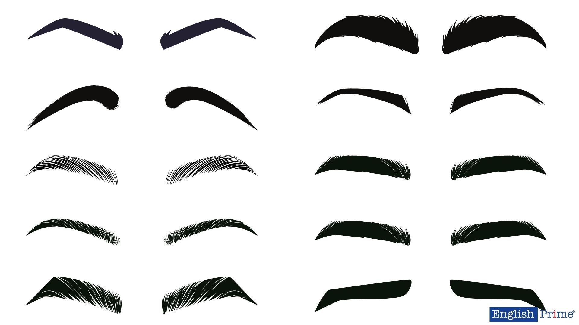 Брові – Eyebrows