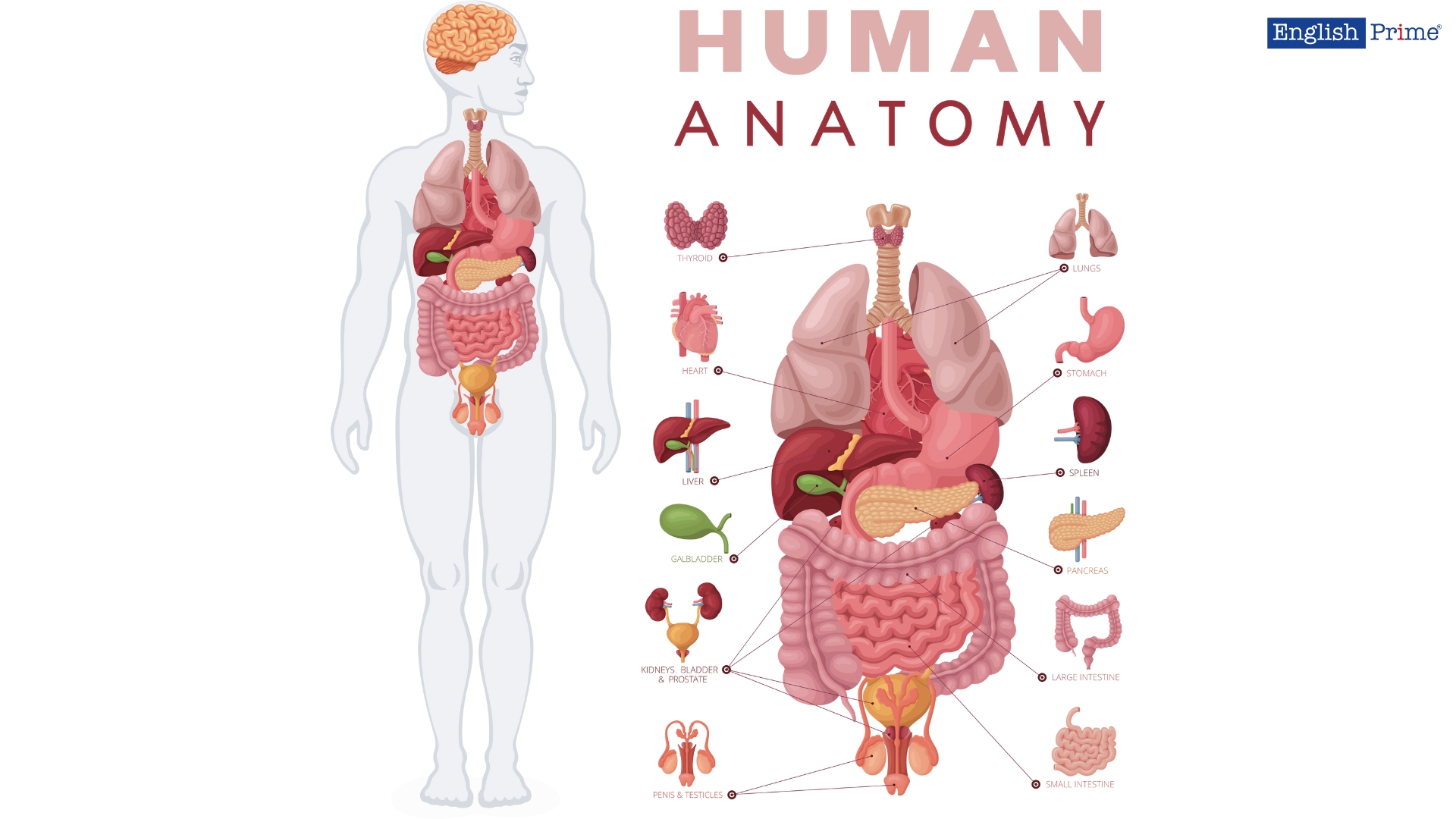 Внутрішні органи – Internal organs