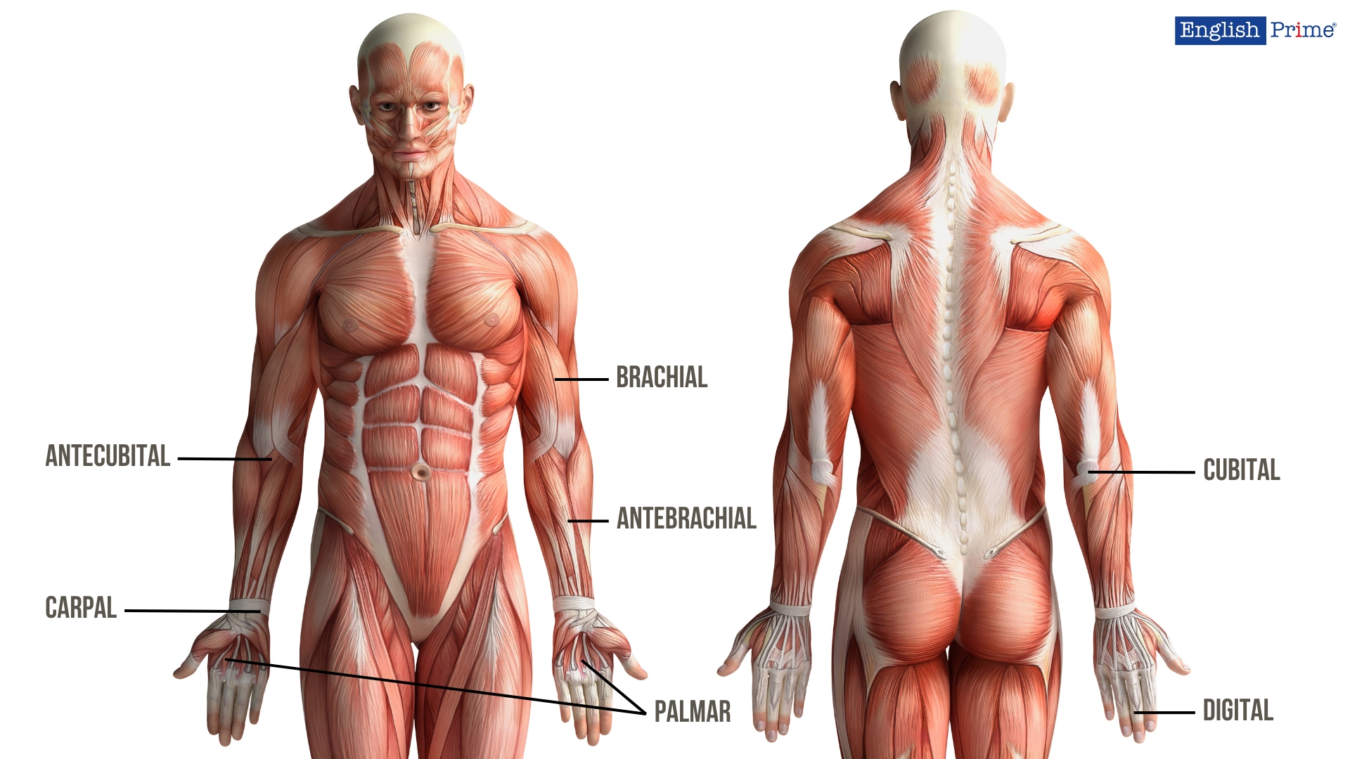 Верхні кінцівки або Upper Extremities and Limbs
