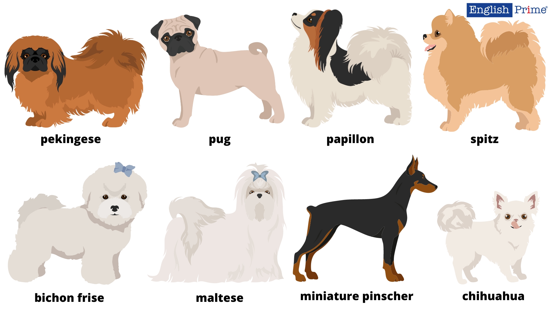 Toy dogs