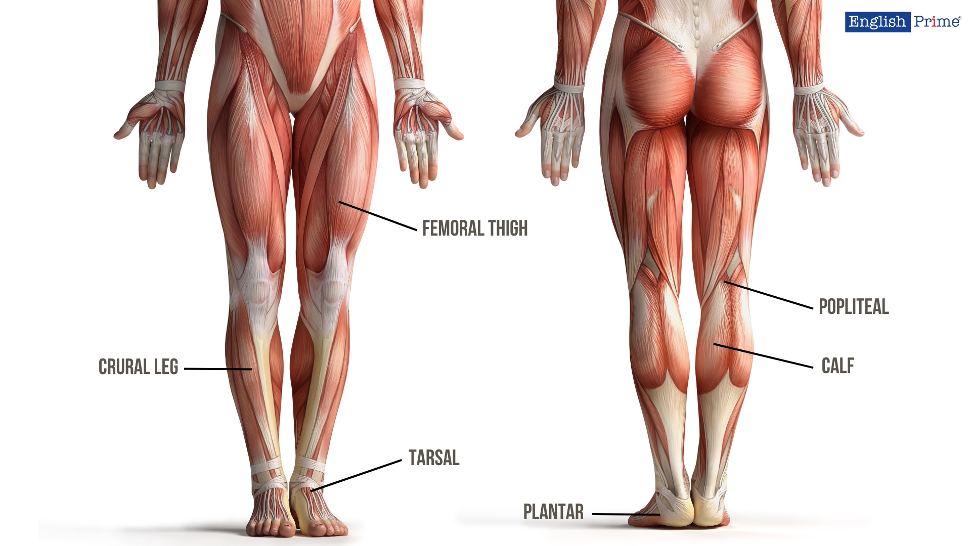 Нижні кінцівки англійською або Lower Extremities and Limbs
