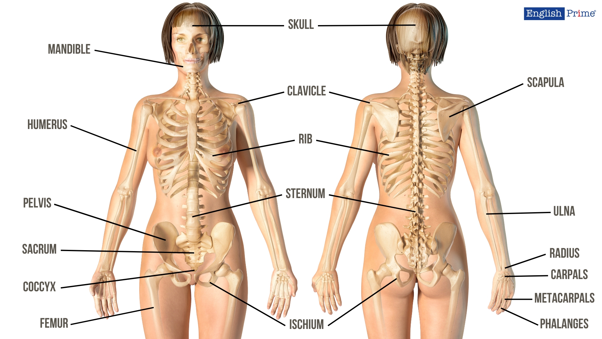 Скелет або Skeleton