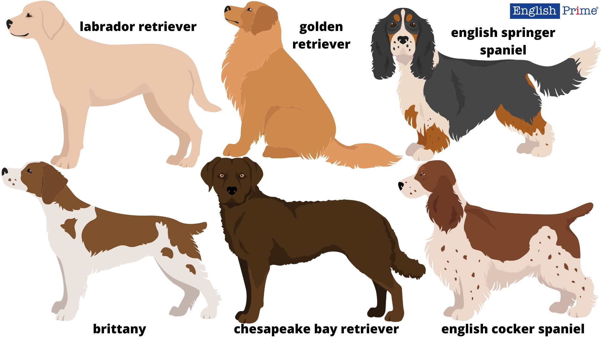 Sporting dogs