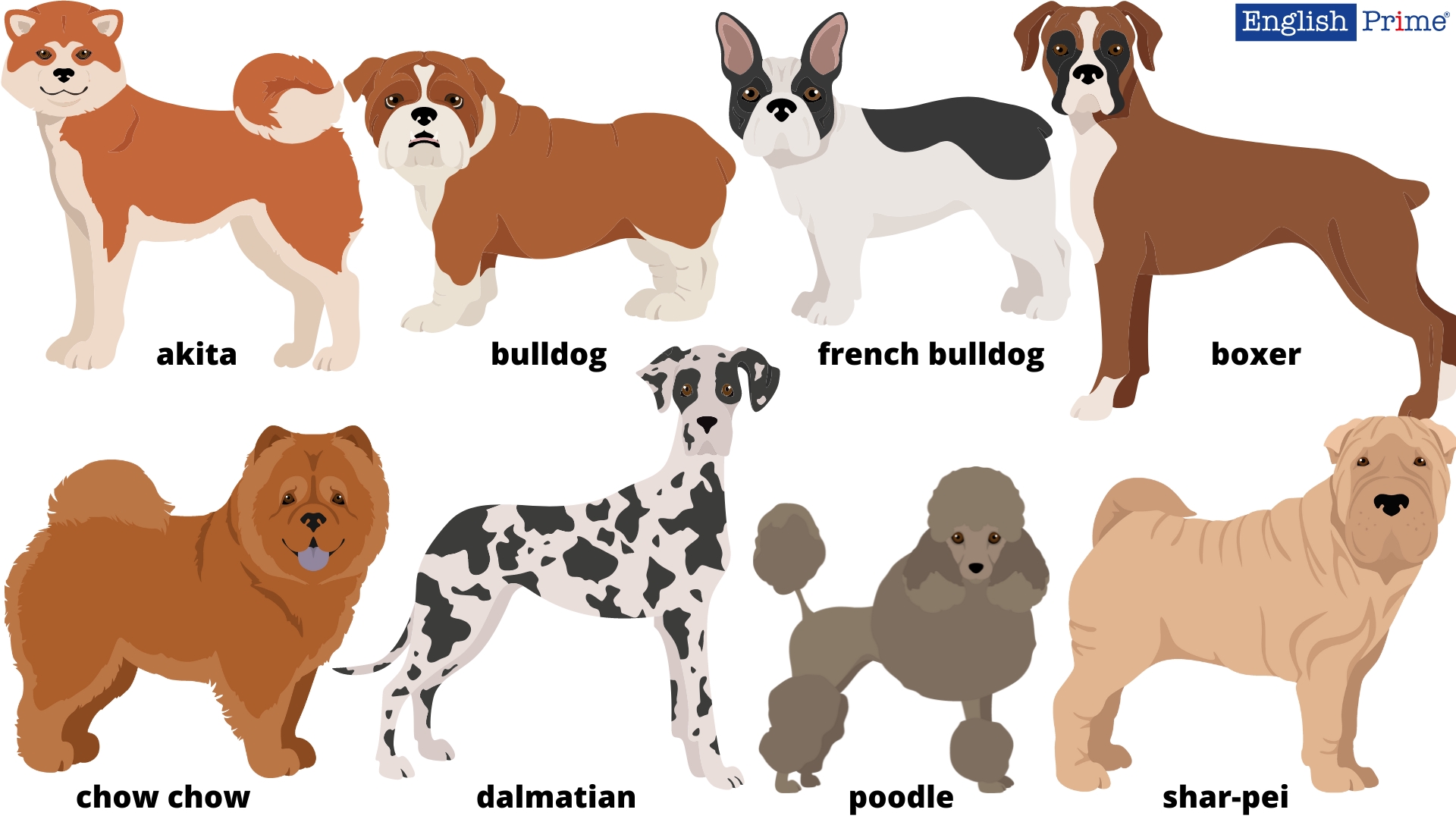 Non-sporting dogs