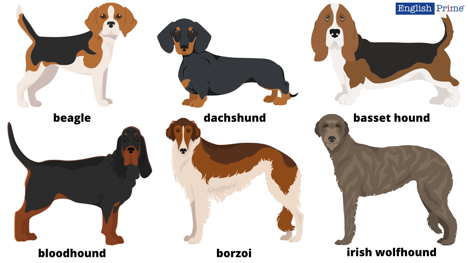 Hound dogs